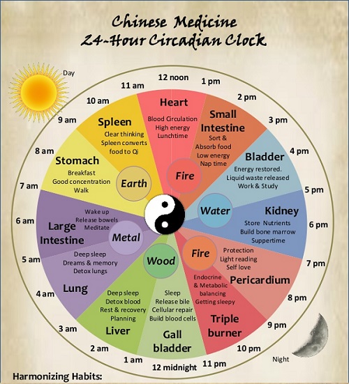 Circadian Rhythm Chart Organs