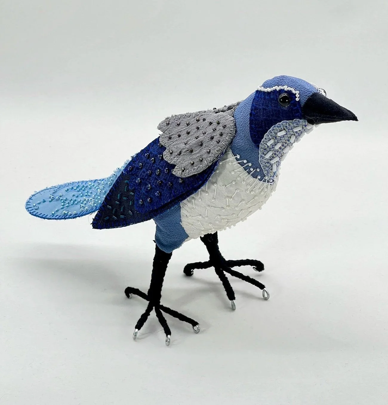 Scrub Jay