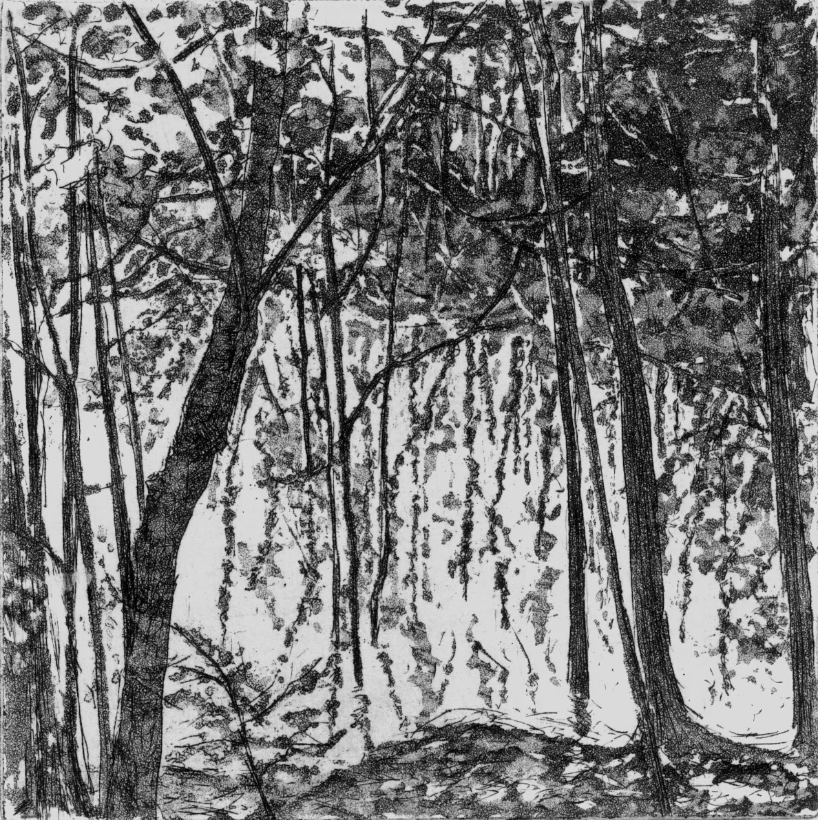 Reflets 5 (Suzie Allen)