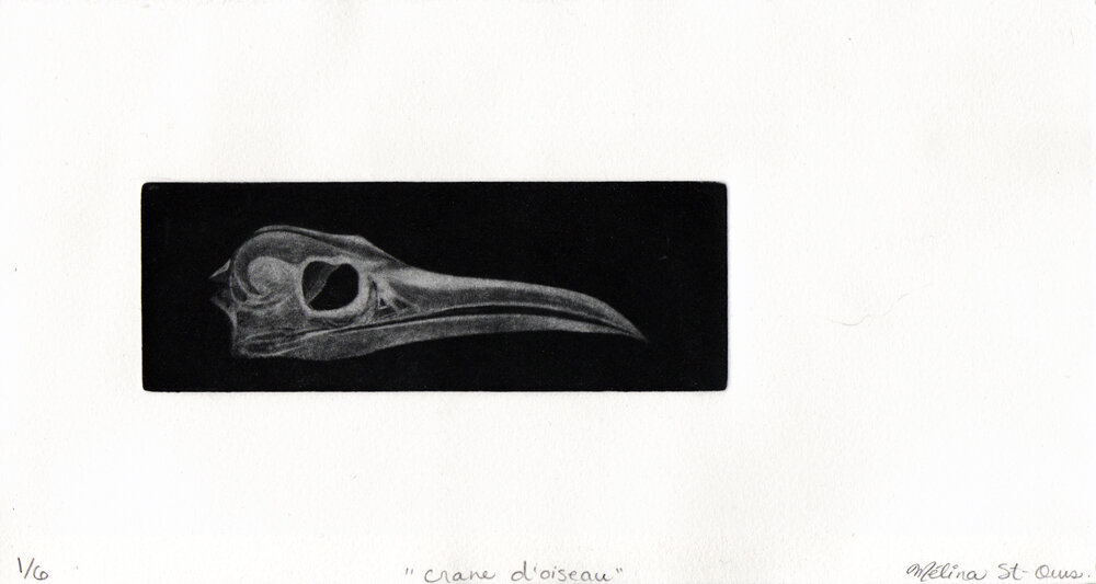 Crâne d'oiseau (Mélina St-Ours)