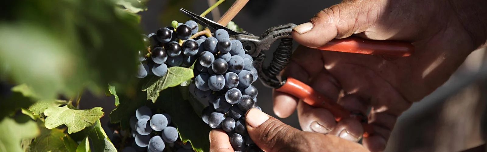 Grape Pruning .jpg