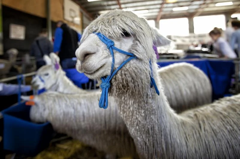 Alpaca.jpg