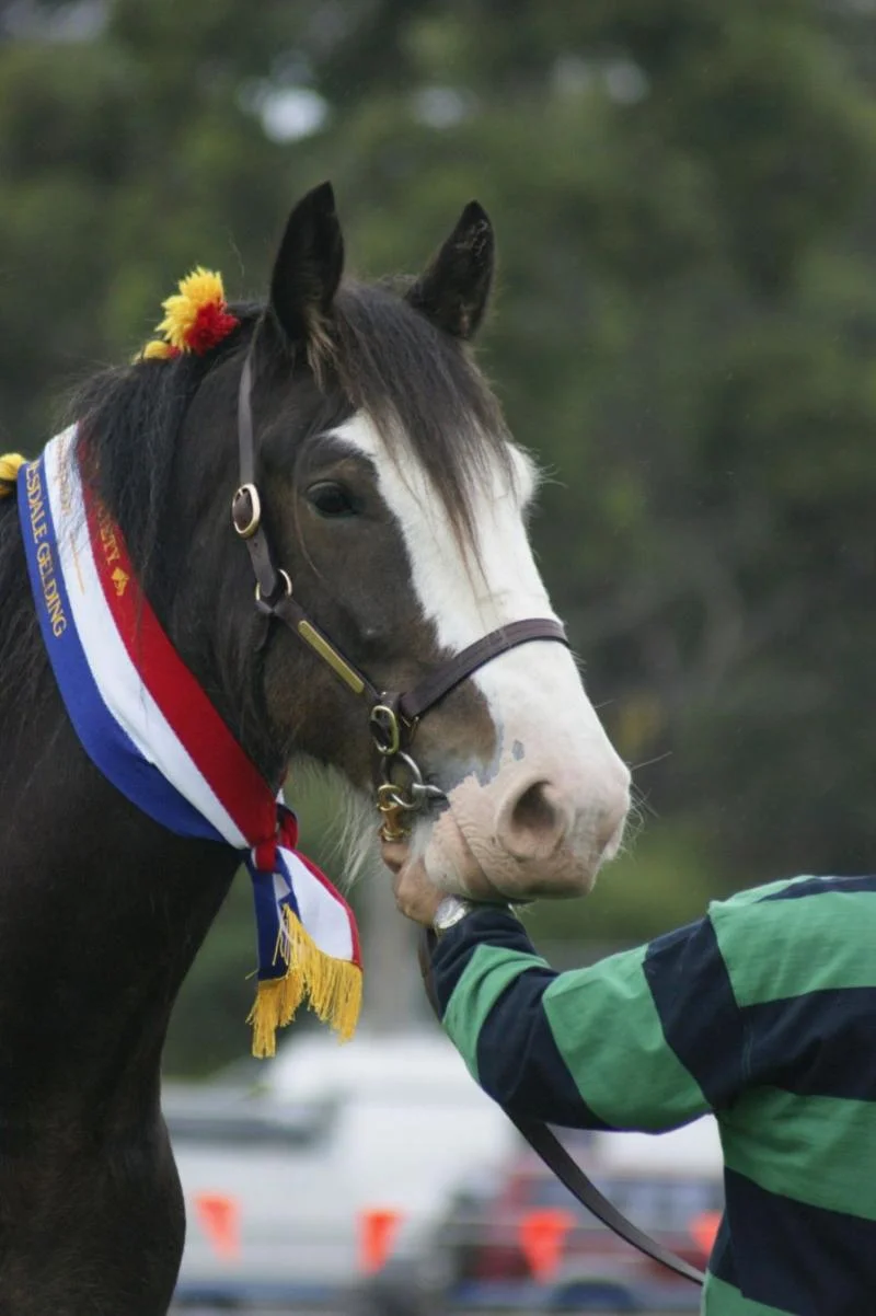 clydesdales.jpg