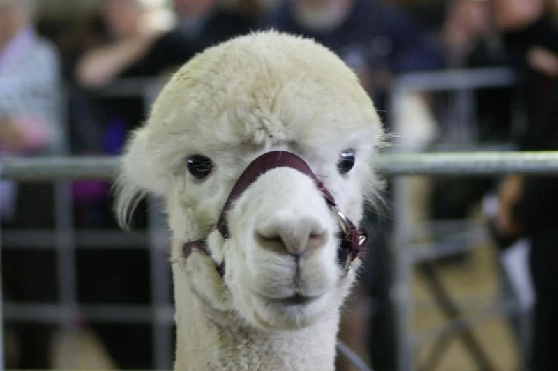 I am alpaca.jpg
