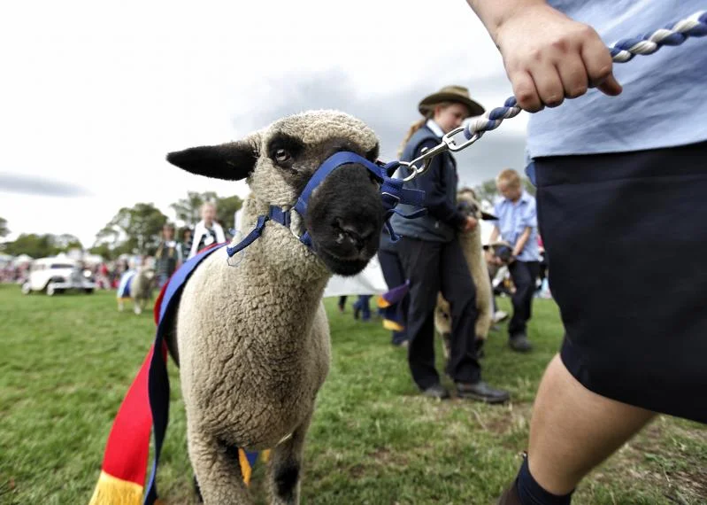 sheep in the ground parade.jpg