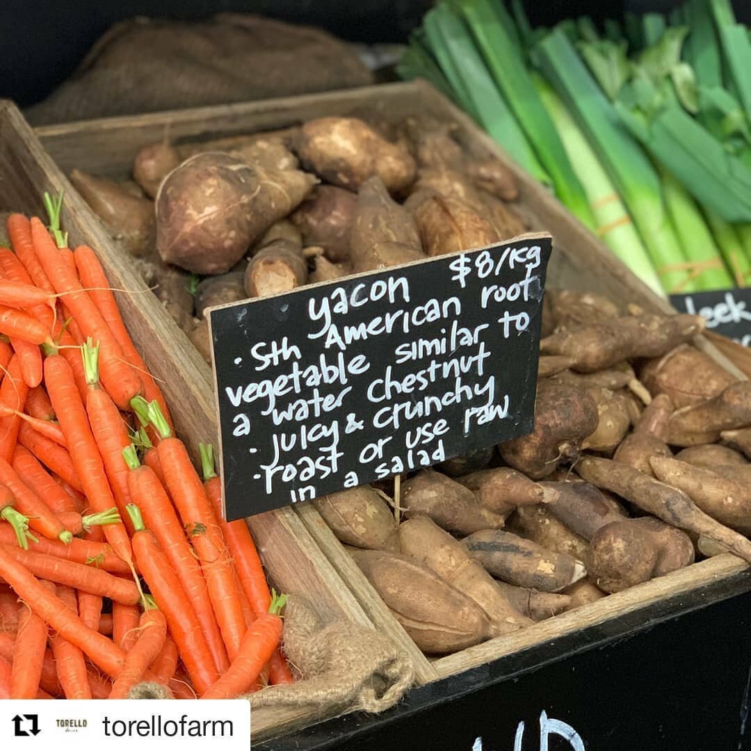 #Repost @torellofarm (@get_repost)
・・・
TRY THESE! Last week we harvested our yacons&nbsp;👨&zwj;🌾&nbsp;These South American tubers are sometimes referred to as &quot;earth apples,&quot; which we reckon is a pretty apt description as their flesh is s
