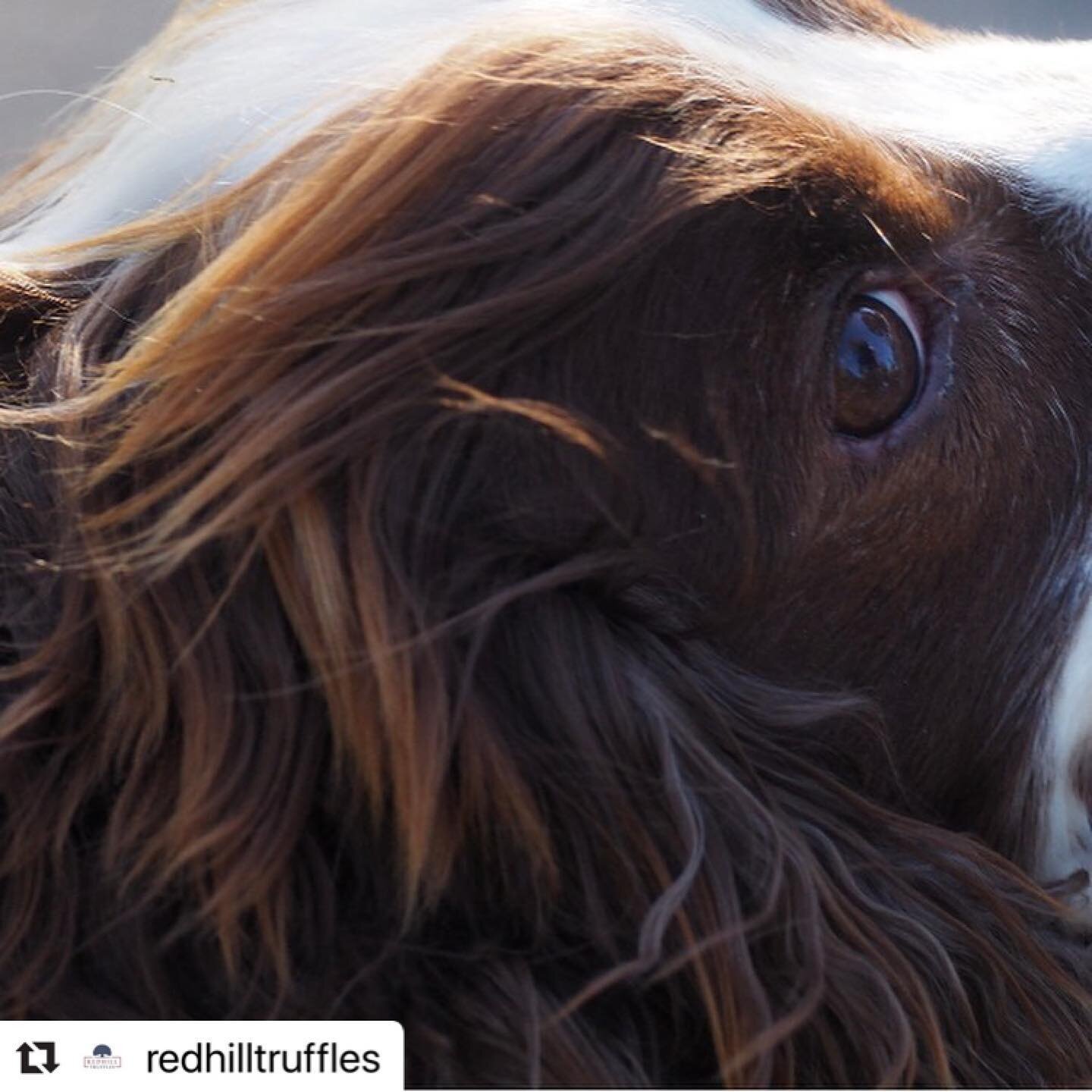 #Repost @redhilltruffles with @make_repost
・・・
@redhilltruffles Facebook followers will know our chief #trufflehunter Thomas is enjoying an end of season break &amp; posting #truffle stories that capture his imagination. As these images indicate, non