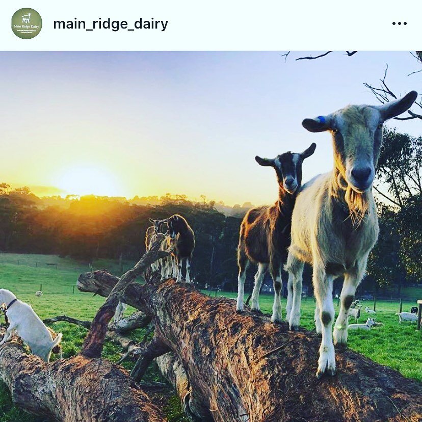 Looking for a tasty treat for Mum on Mother&rsquo;s Day? @main_ridge_dairy is open Friday and Saturday for take away of their goats milk cheeses. I paired the Camembert style Cilia with a crispy local Granny Smith and fig jam recently, delicious!