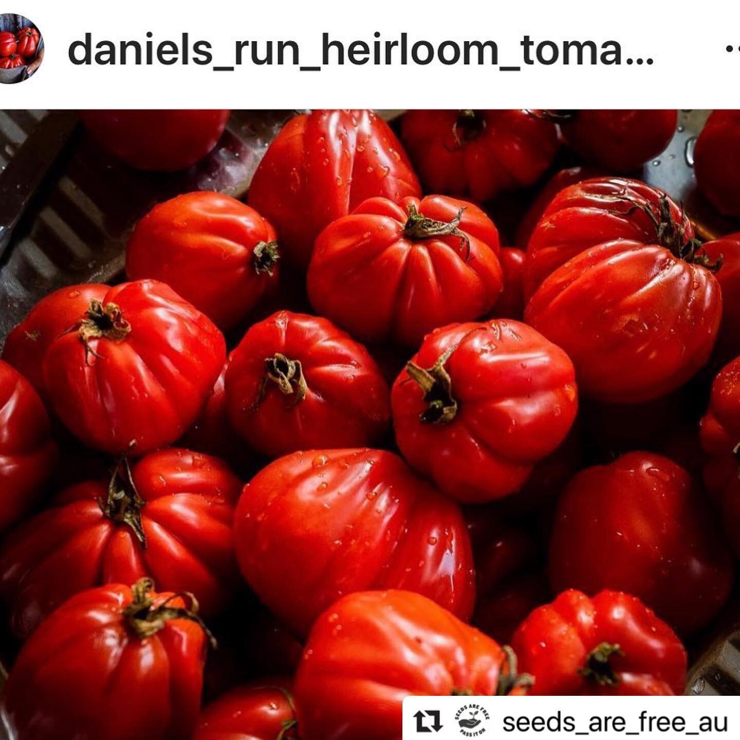 #Repost @seeds_are_free_au with @make_repost
If you are budding garden enthusiast make sure you sign up for @seeds_are_free_au 
・・・
A SPECIAL SURPRISE🍅 The first tomato variety to be sent is a very special gift from my gorgeous friend @daniels_run_h