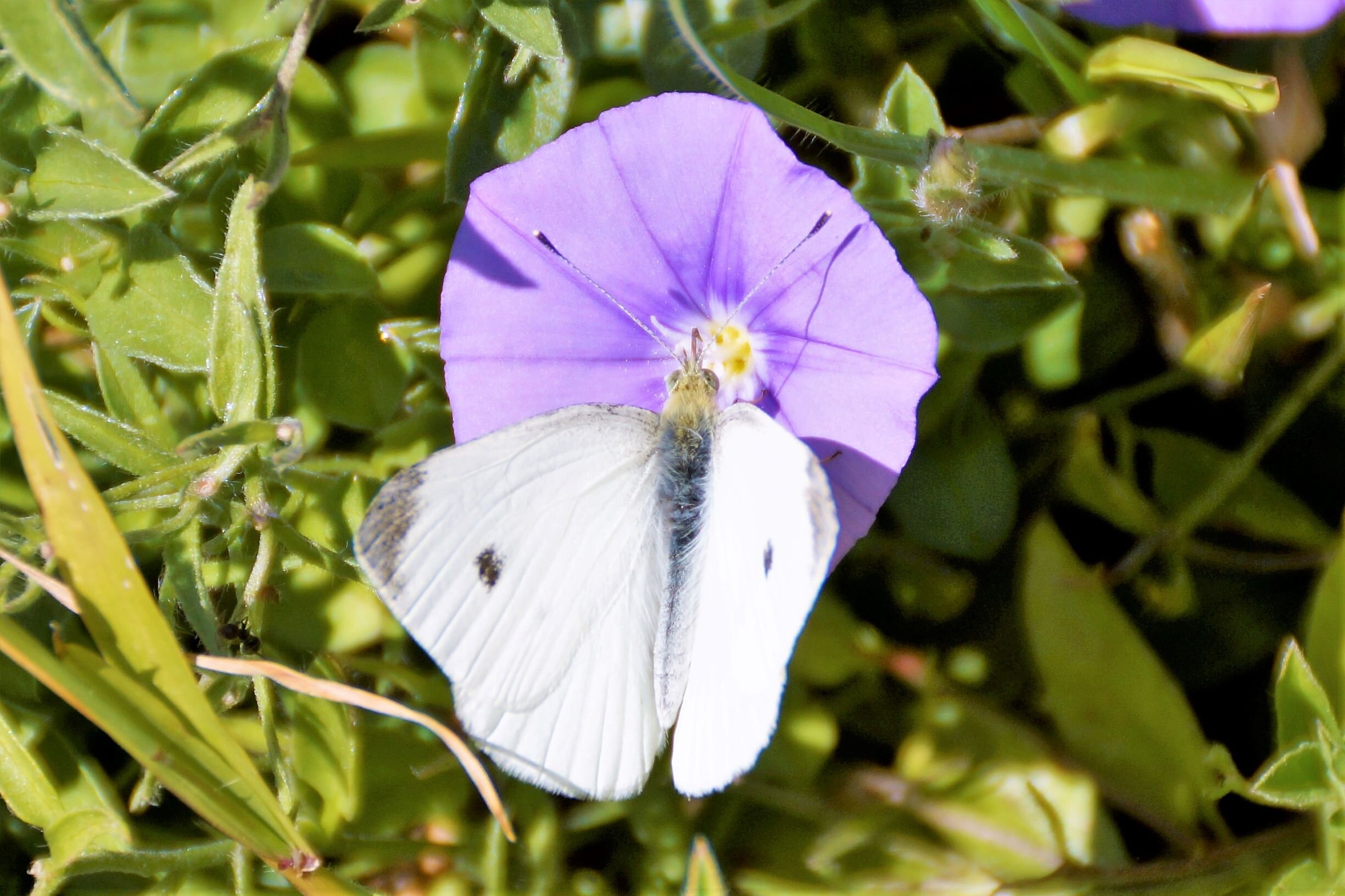 Class 502 Elizabeth McKinnon Butterfly Landscape Nature.JPG