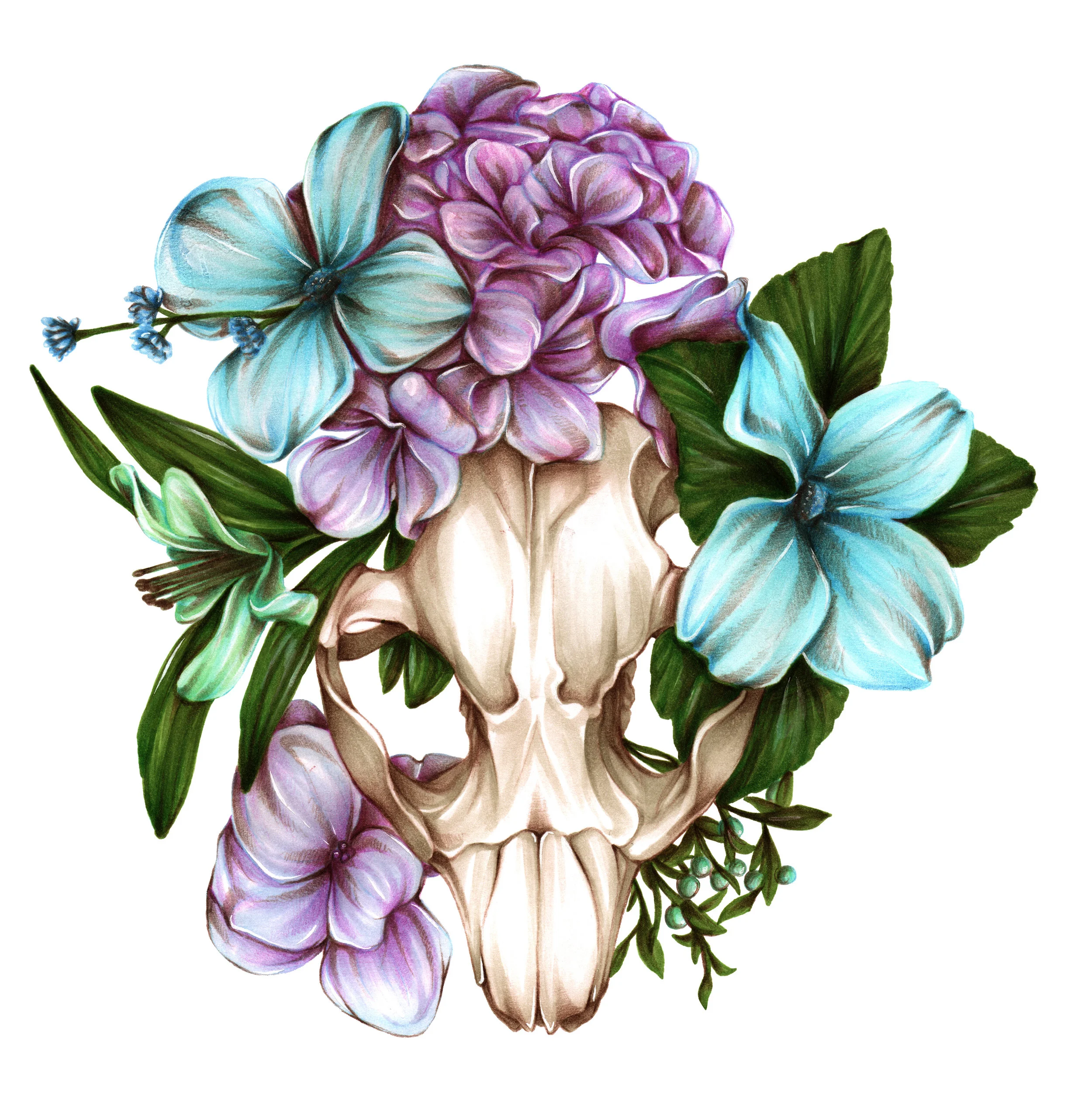 Beaver Skull