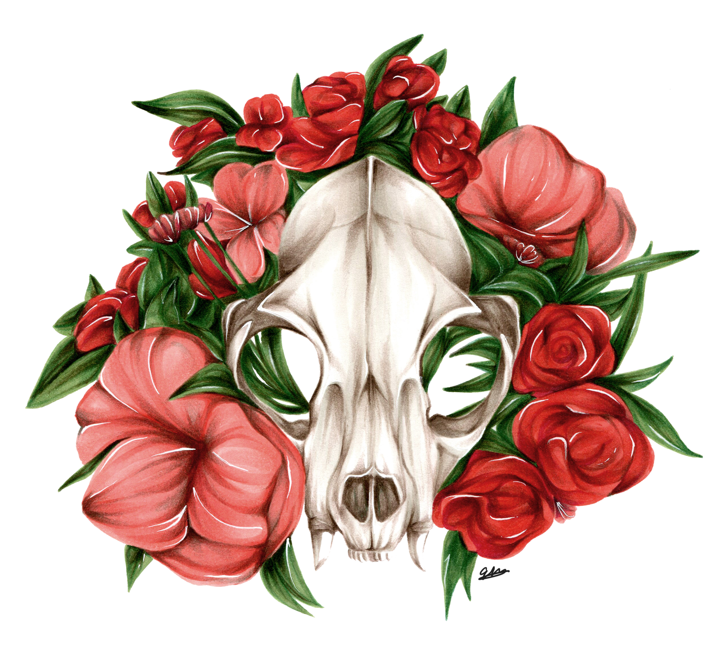 Bobcat Skull