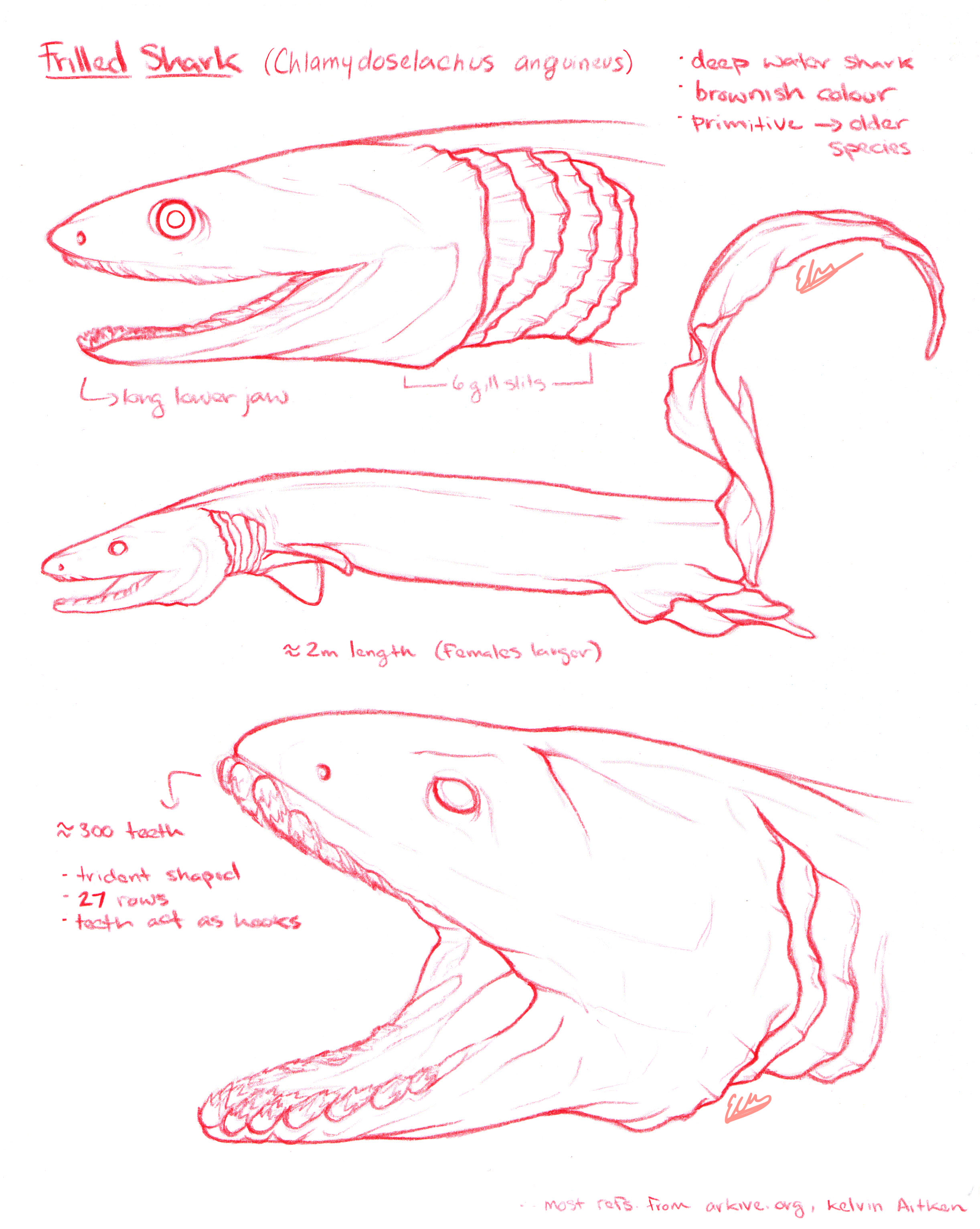 Frilled Shark 1.jpg