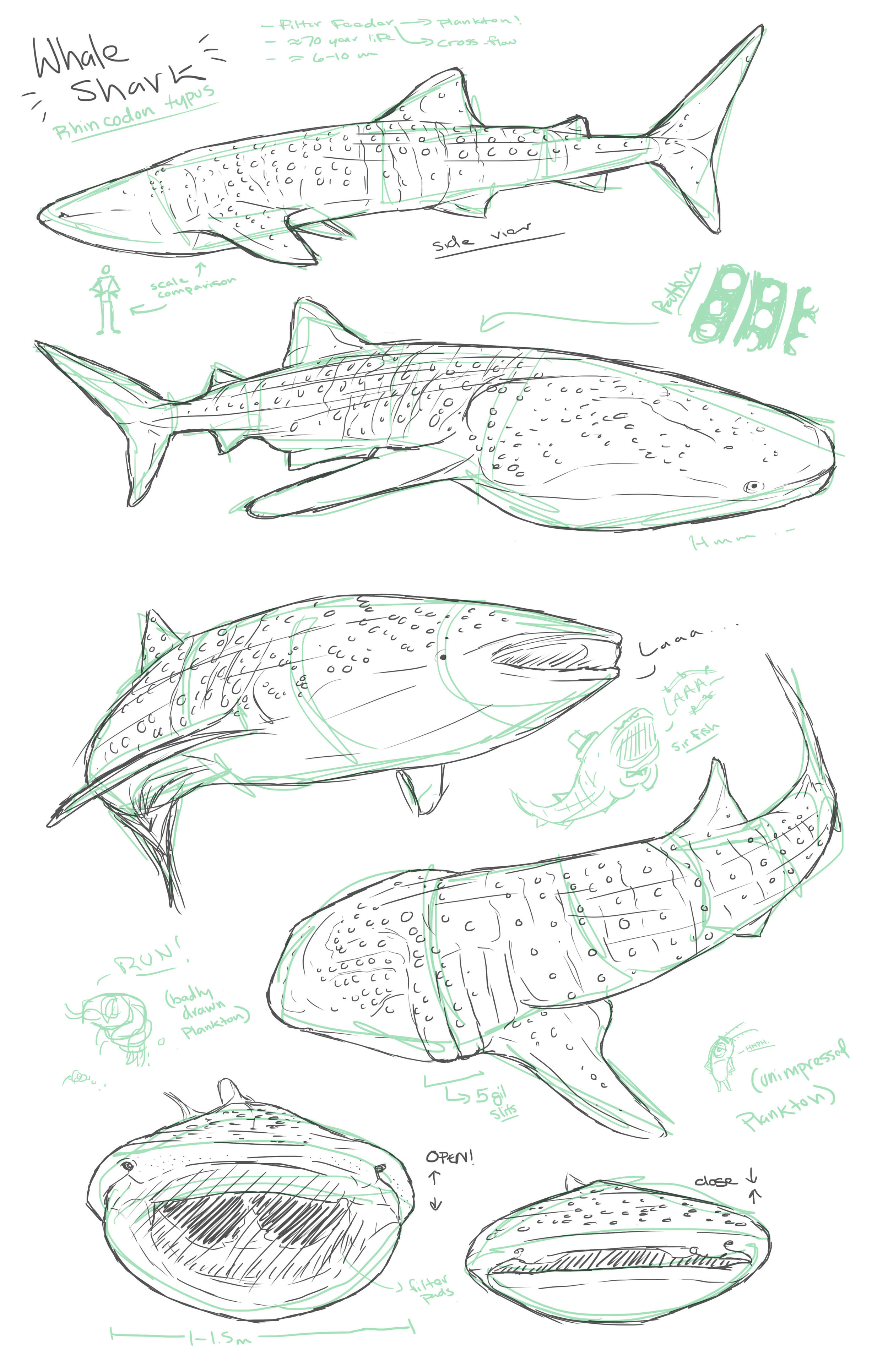 Whale shark sketches copy copy.jpg