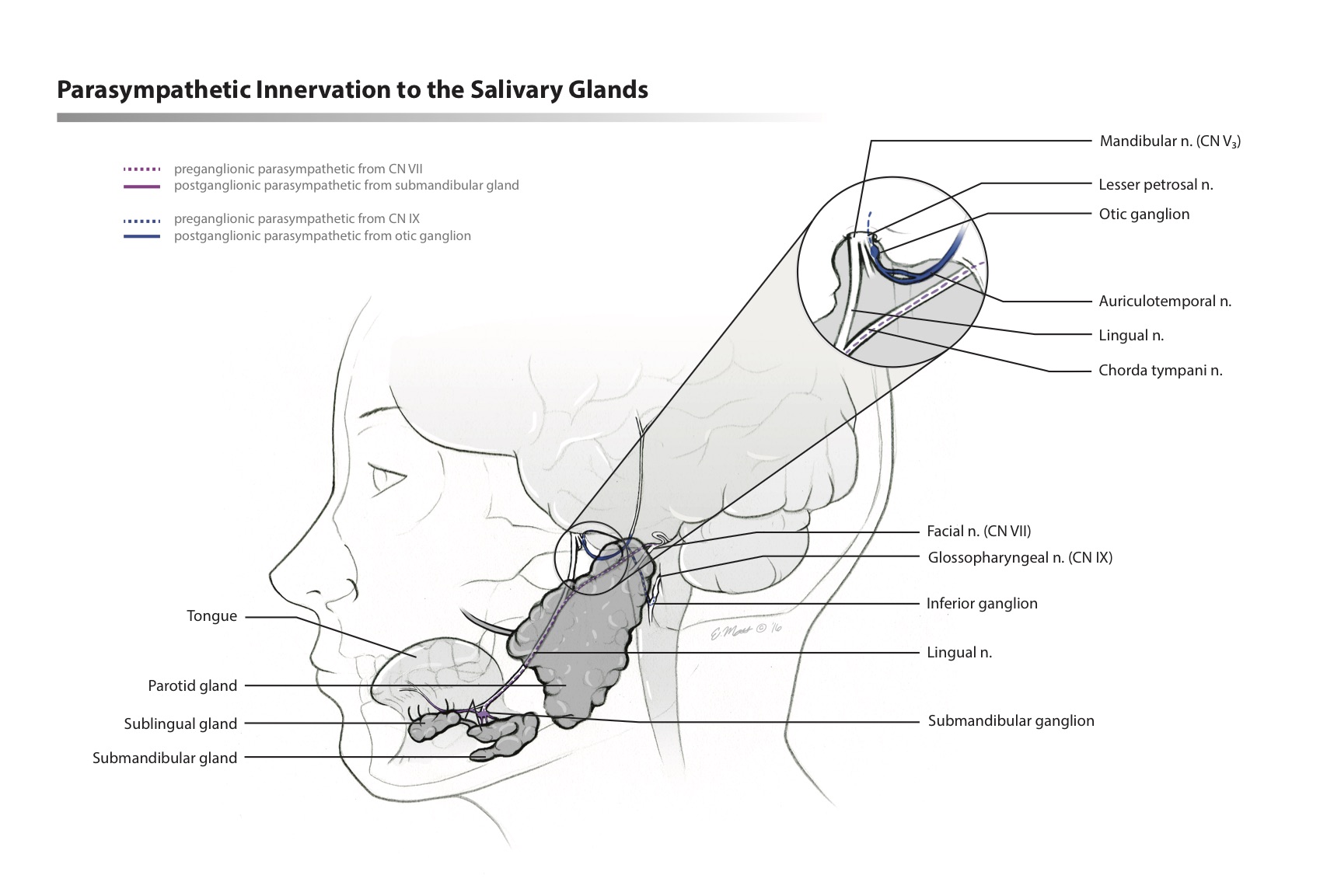 Salivary Glands