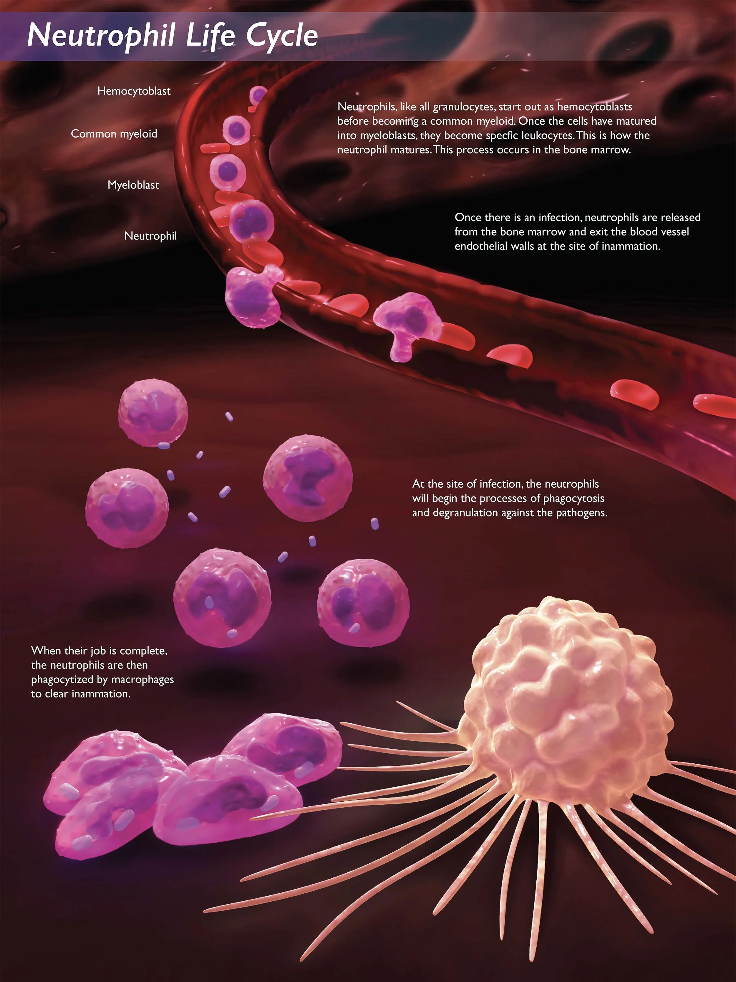 Neutrophils