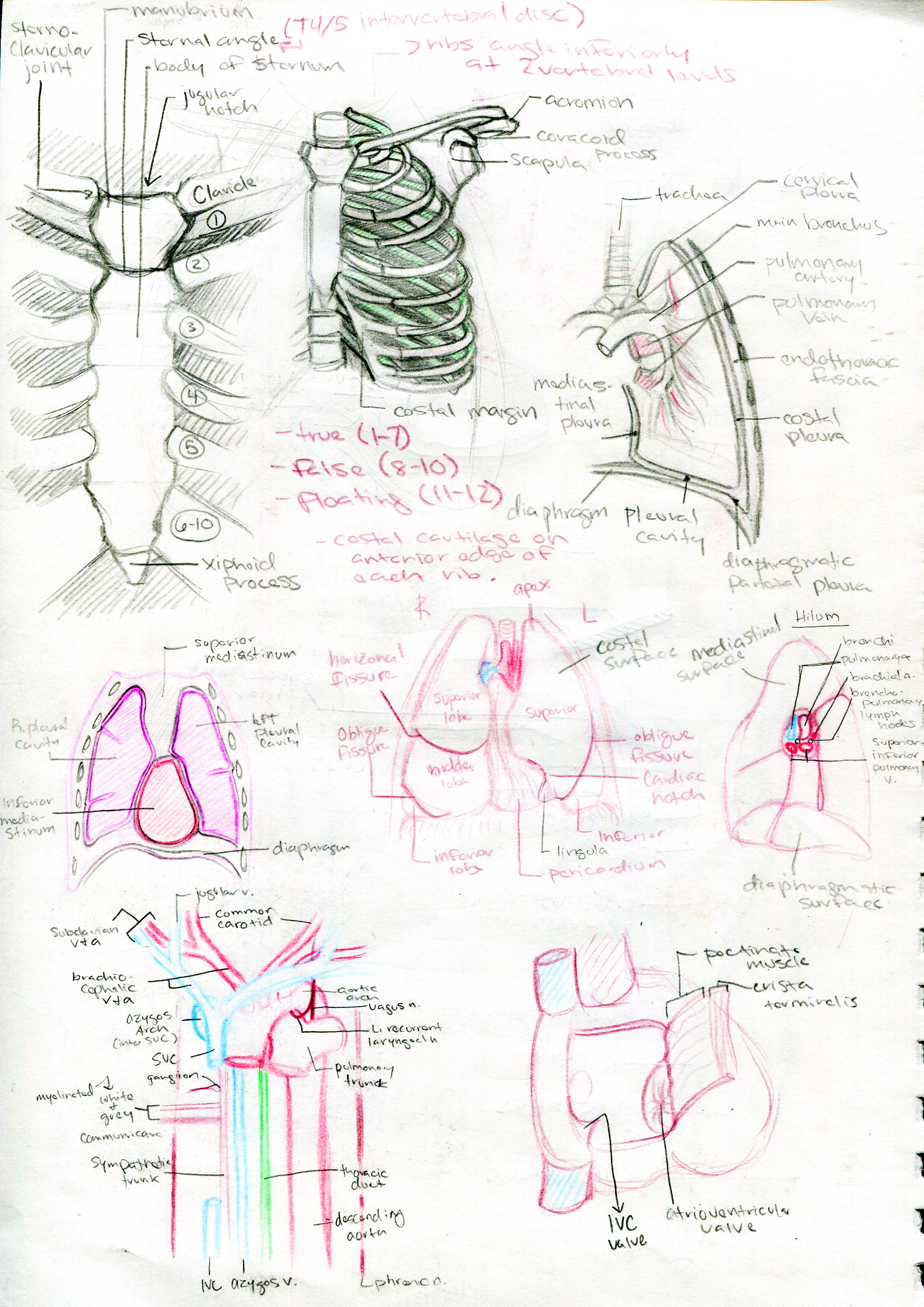 MossE_sketches_Page_1.jpg