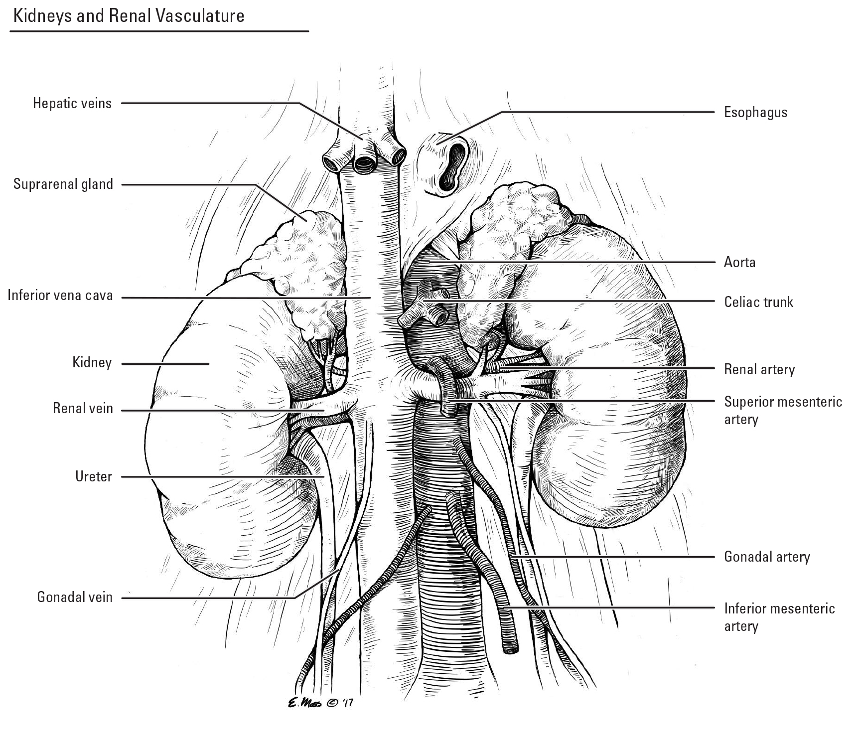 Kidney Vasculature