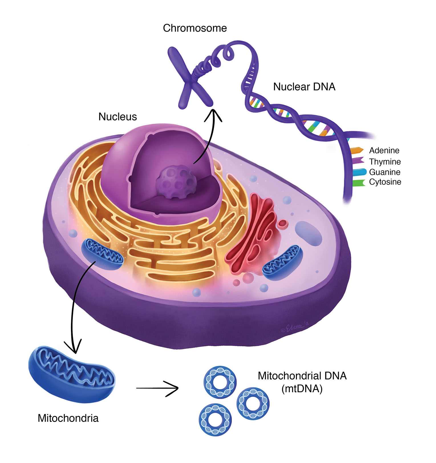 DNA vs Mitochondrial DNA