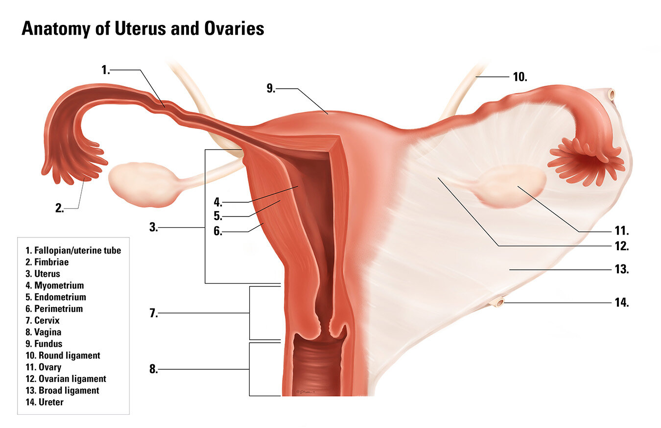 Anatomy of Uterus and Ovaries