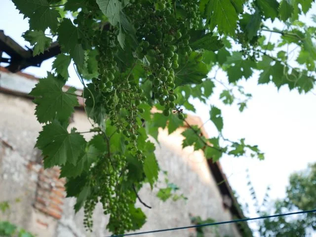 grape vine.jpg