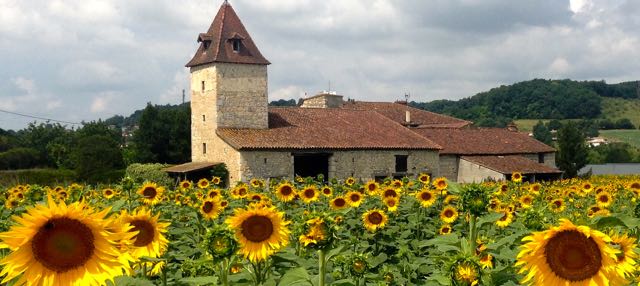 sunflowers.jpg