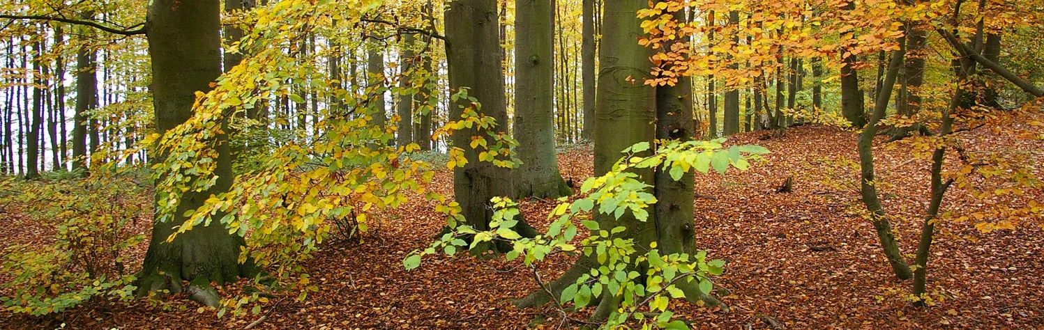 Fall Forest474x1497.jpg