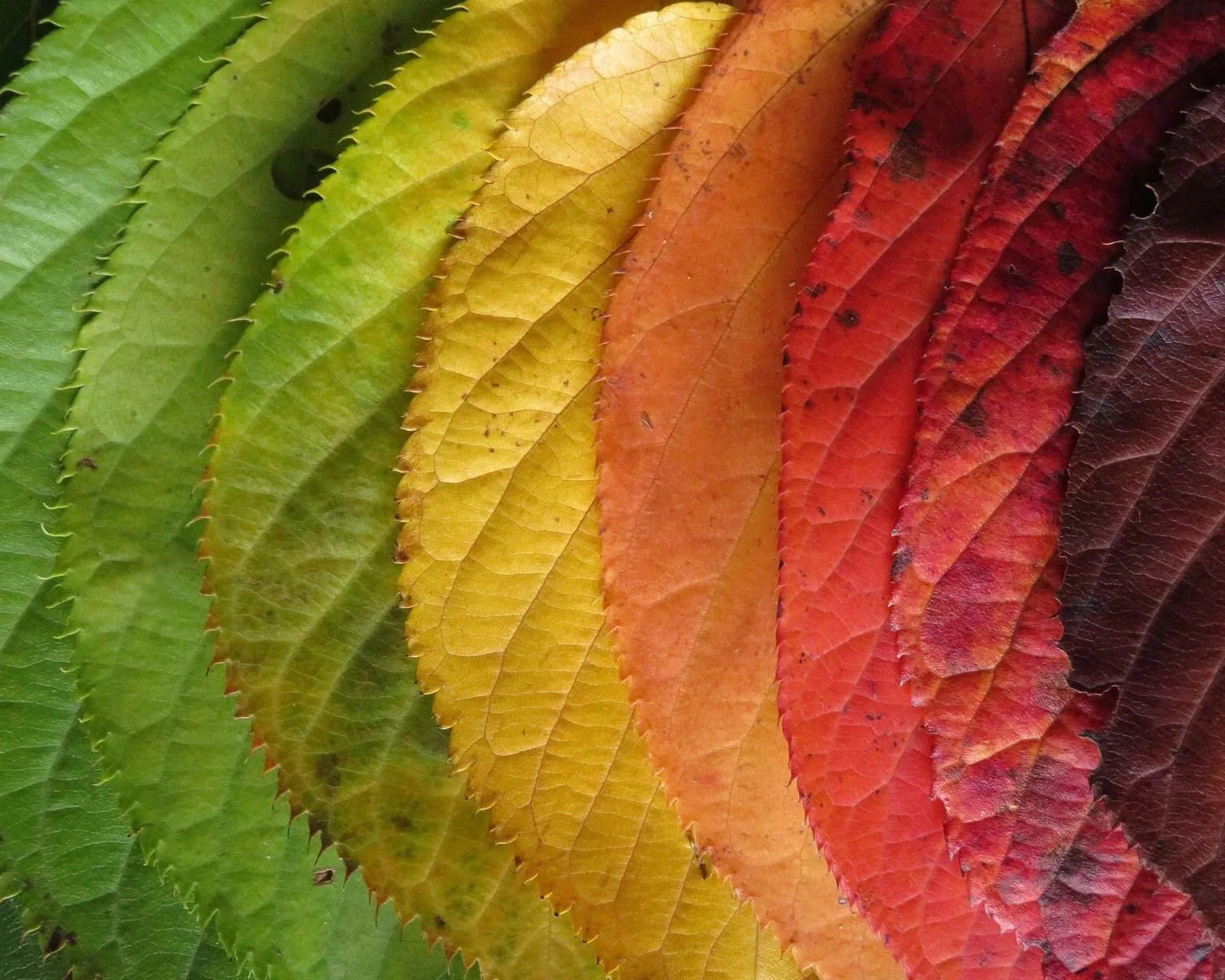 leaves+change+1245+X_1.jpg