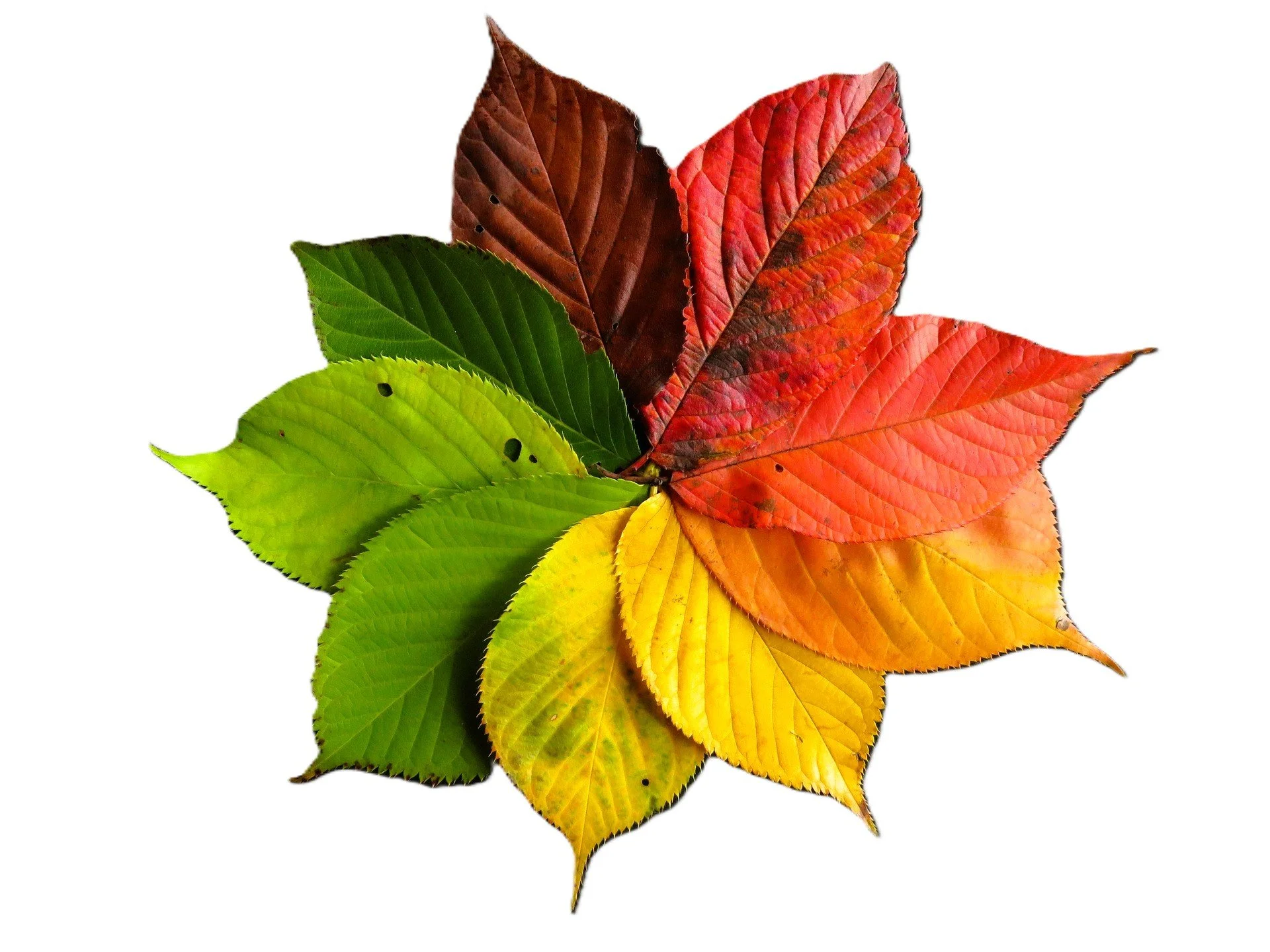 autumn-leaves-1486075_1920 - white background.jpg