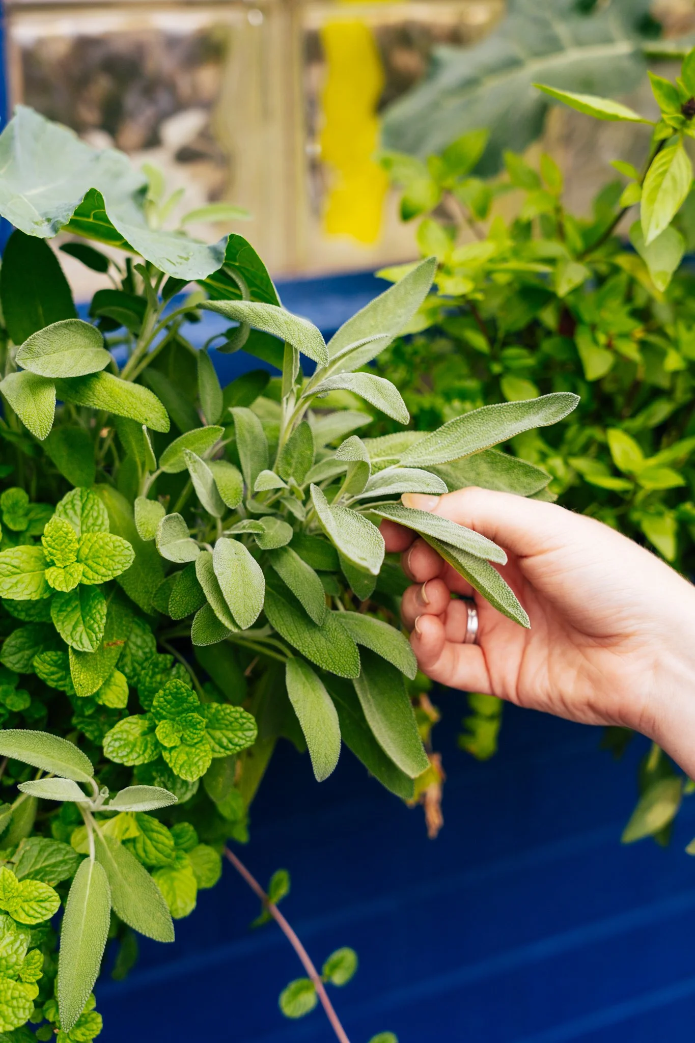 Herb Urban Community How To Collect Herbs (and Keep Our Garden Lush