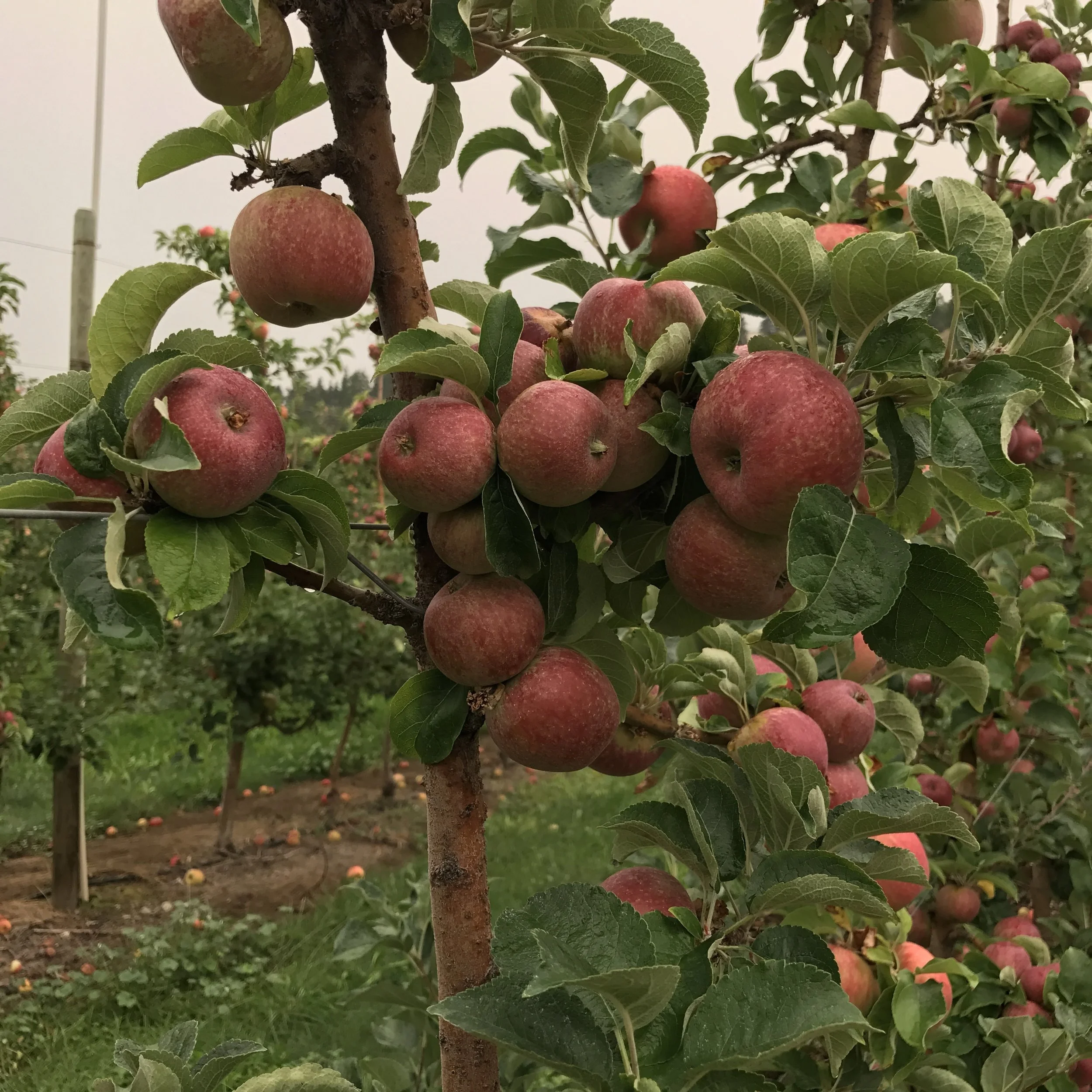 Appleooza at Scenic Road