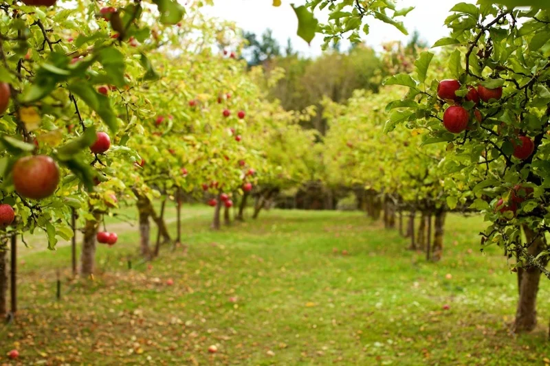 Cider Harvest Festival at Merridale