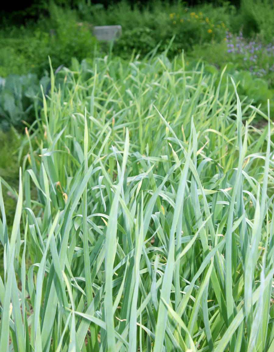 Garlic.jpg