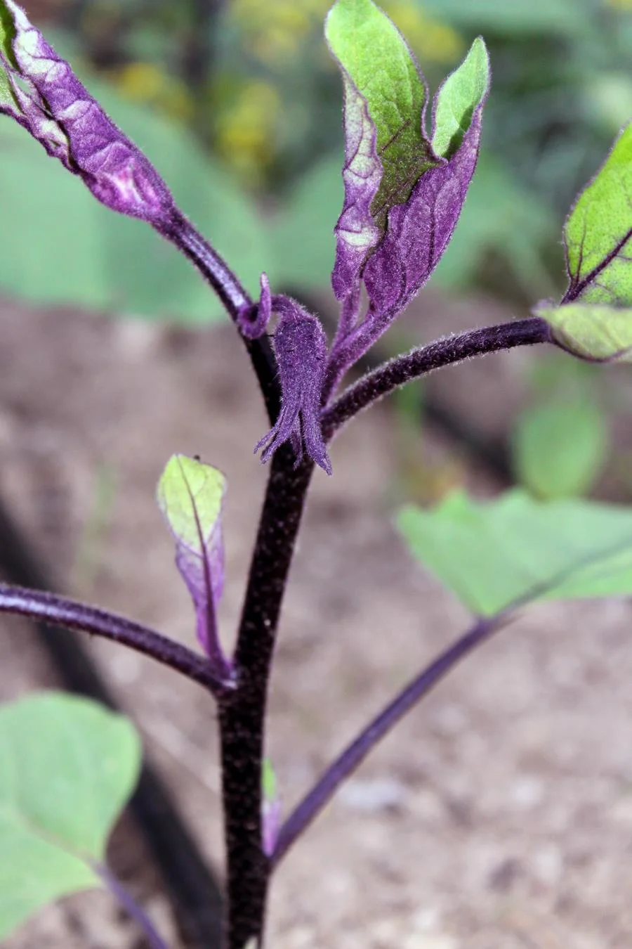 Eggplant.jpg