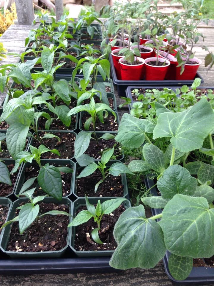 Plants.jpg