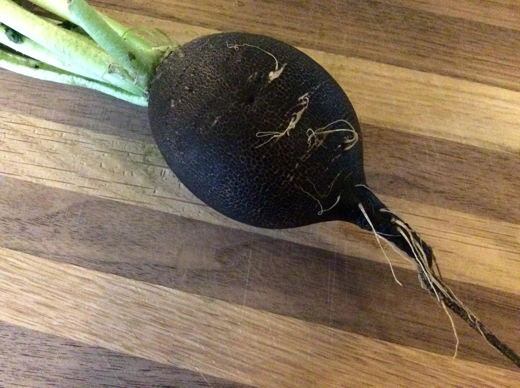 beer radish.jpg