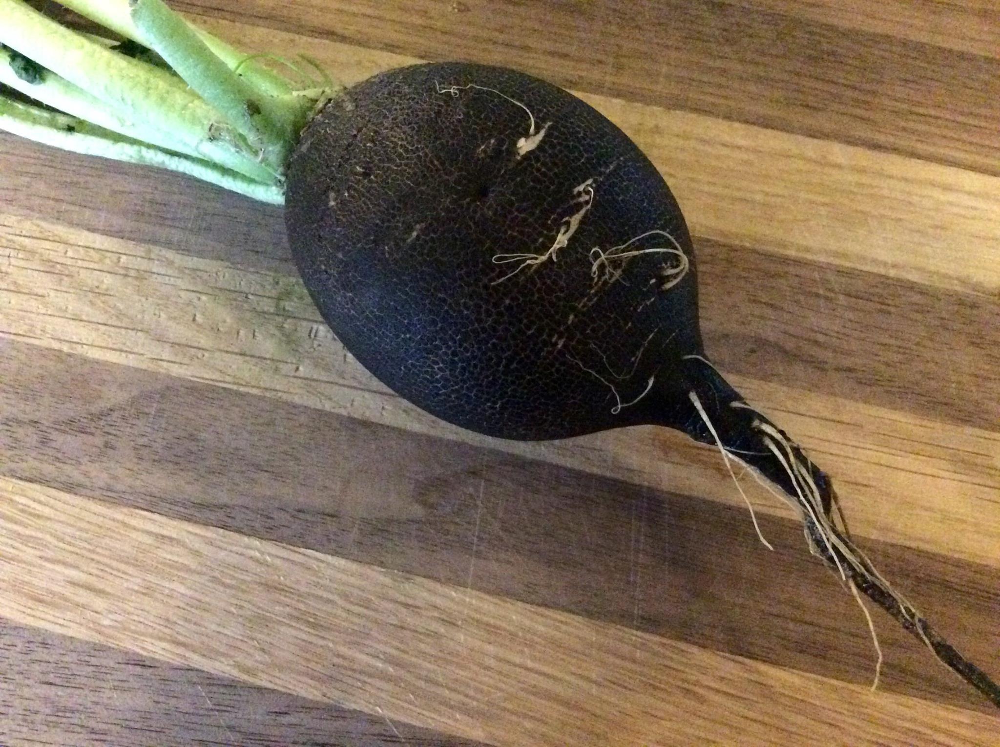 beer radish.jpg