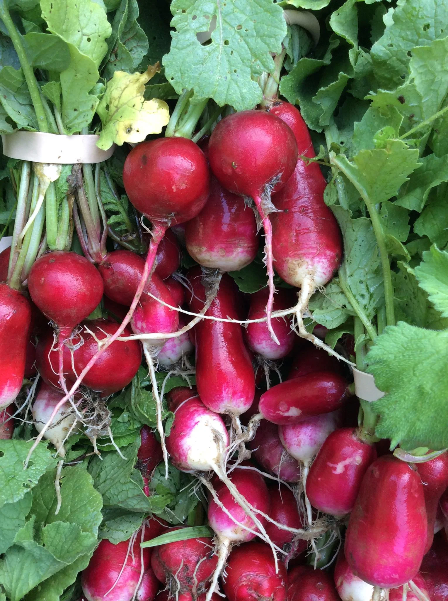 Radishes.jpg