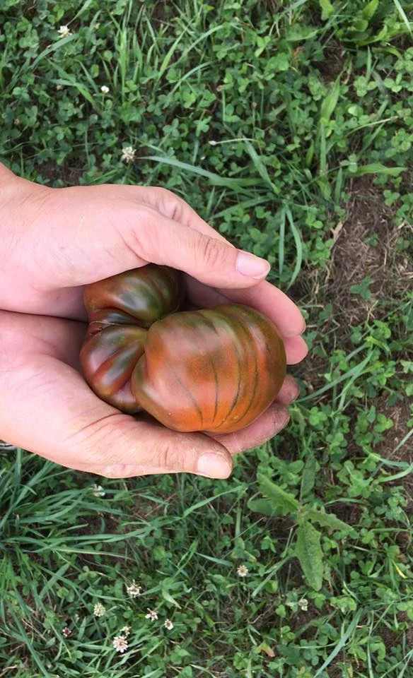 tomato.jpg