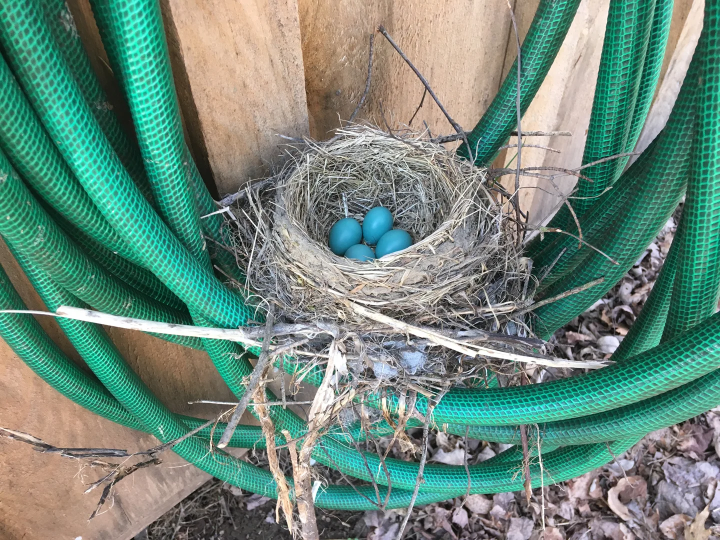 This nest is low to the ground, but we’re hoping it goes well for all involved.