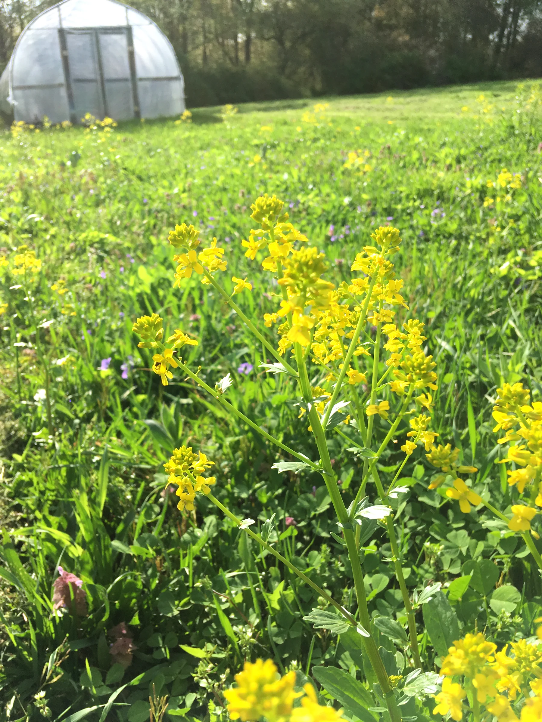 Angelica's flowers.jpg