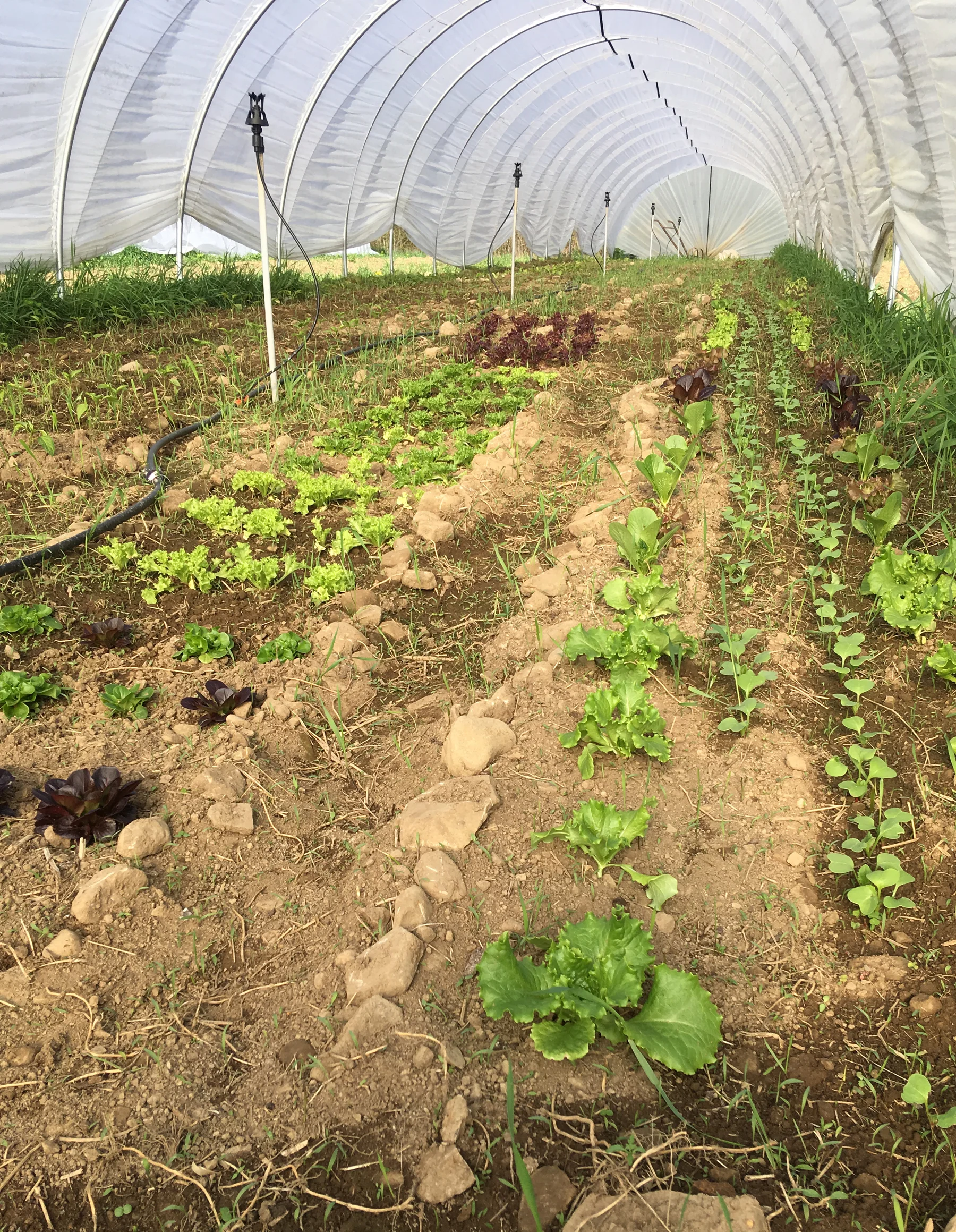 And here’s Cat 2. In here, we have lettuce, radishes, peppers, and basil.