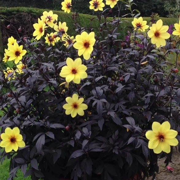 dahlia mystic illusion.jpg