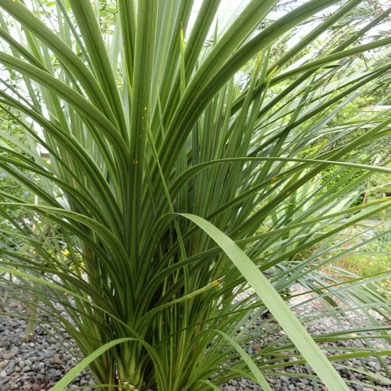 dracaenaspike.jpg