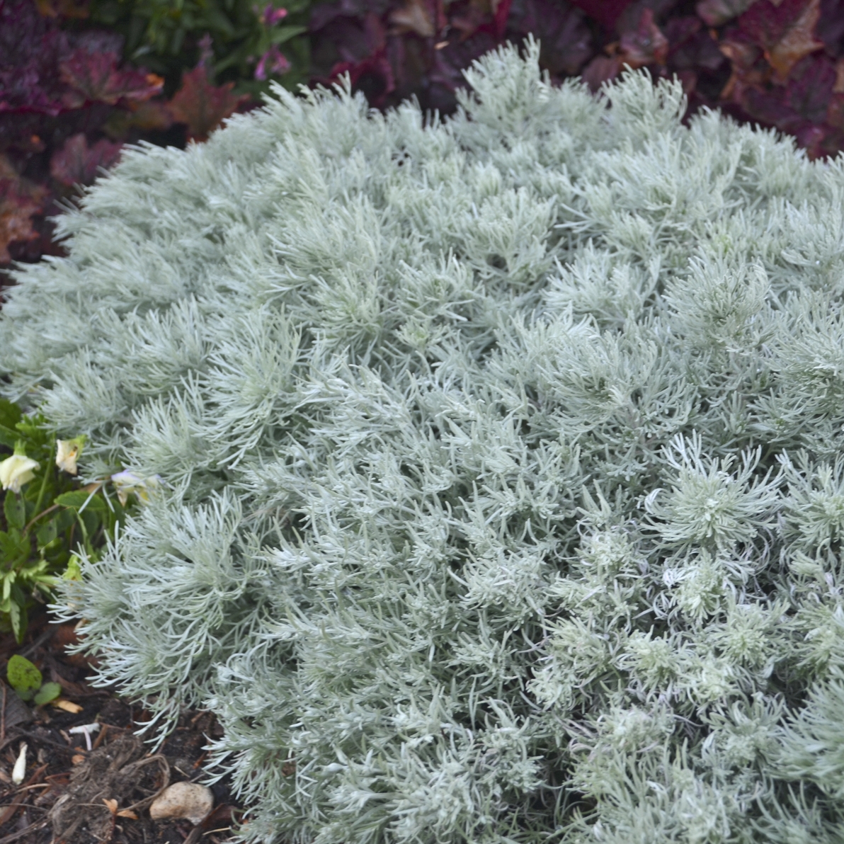 Artemisia_Silver_Mound_Foliage_10437.jpg