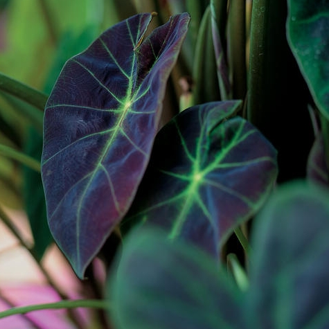 colocasia illustris.jpg