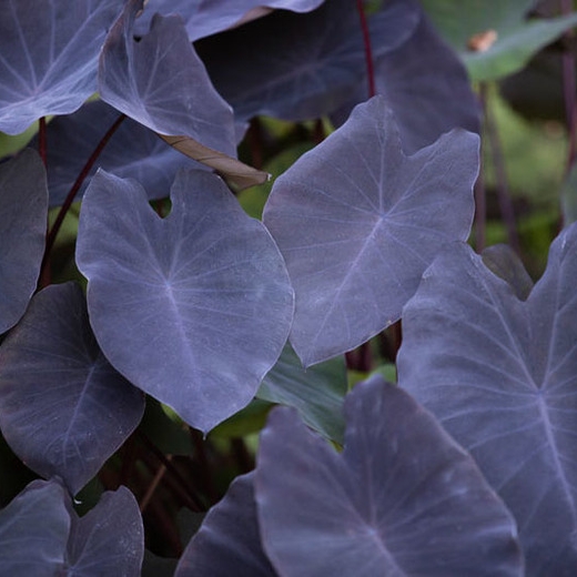 colocasia black magic.jpg