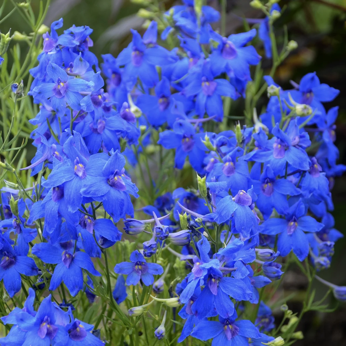 Delphinium_Summer_Nights_Bloom_10577.jpg