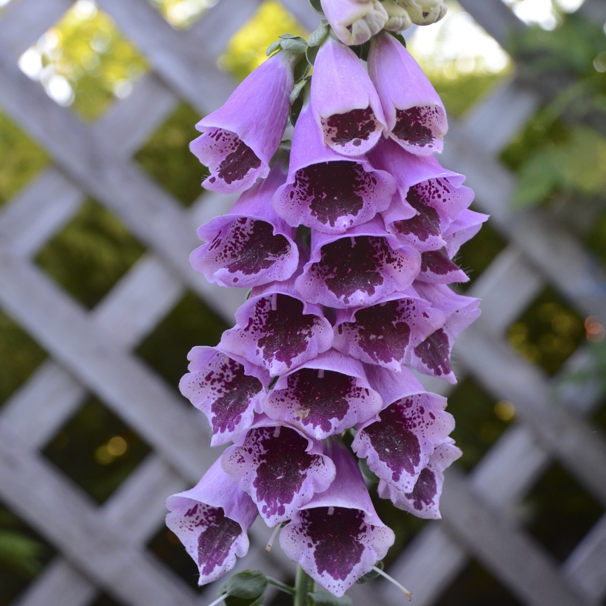 Digitalis_Sugar_Plum_Bloom_10622.jpg