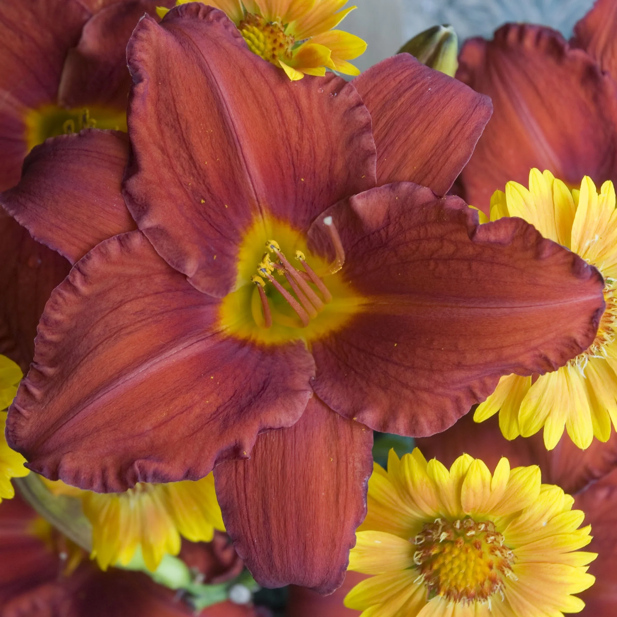 Hemerocallis_Chicago_Apache_Bloom_10692.jpg